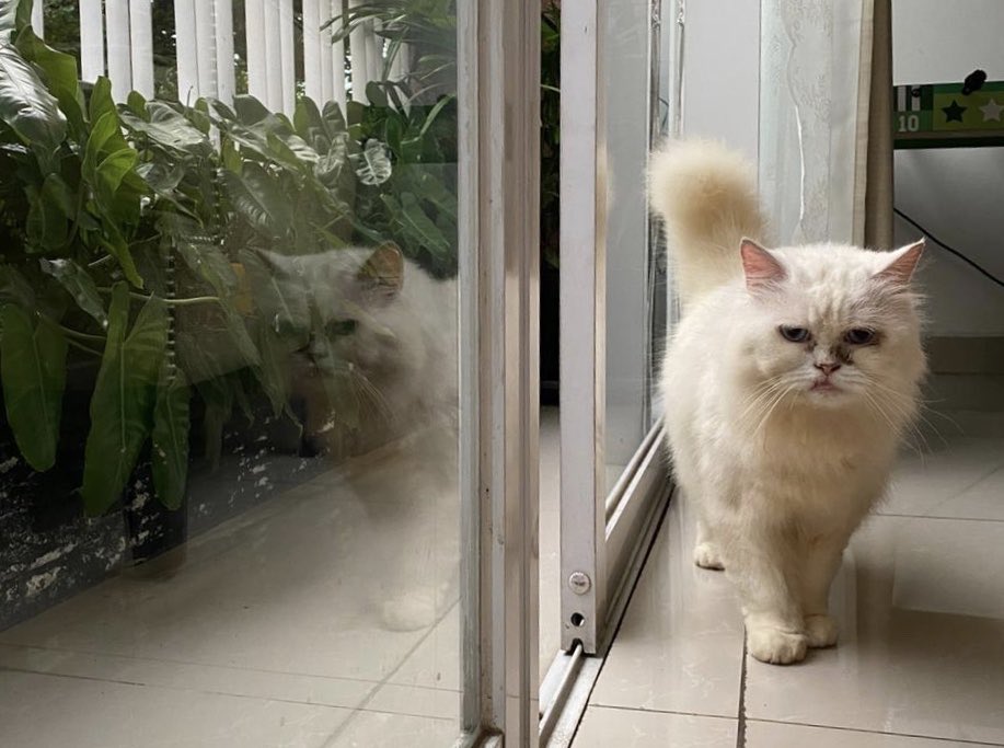 Pap Tt Tt Kucing : Jual Tshirt Baju Kaos Pap Tt Jakarta Timur Lia