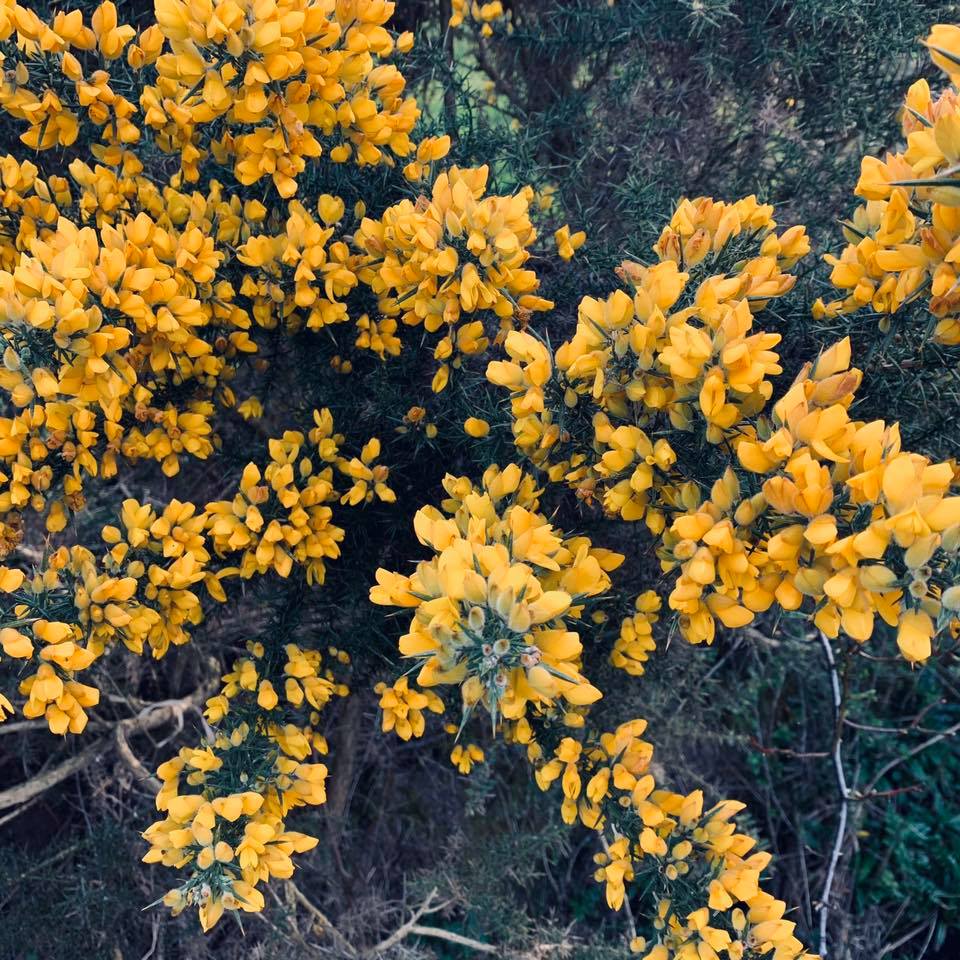 heathercapture's tweet photo. Spring Walks https://t.co/S2XPcjtWH1