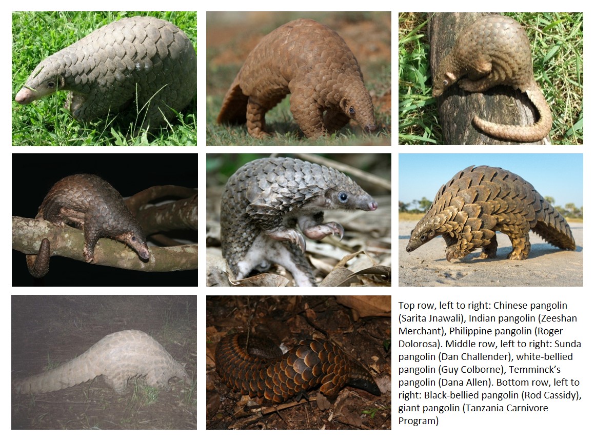 Pangolins are from the Order ‘Pholidota’. Some of the oldest #pangolin fossils suggest the Order Pholidota originated from Laurasia, one of two minor supercontinents that formed Pangaea from c. 425-200 million years ago