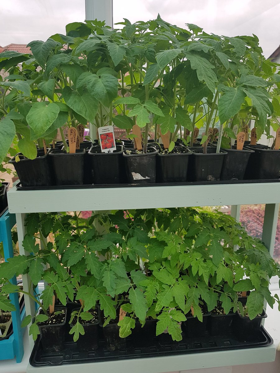 allotmenttomato's tweet photo. I can't believe it from me potting on the #tomato seedlings a week ago they have shot up and might have to pot them on again soon! 🍅🍅🍅🤔#growyourown #gyo #gardening #allotment #food #vegetables #garden #food https://t.co/xtOhwXdfxZ