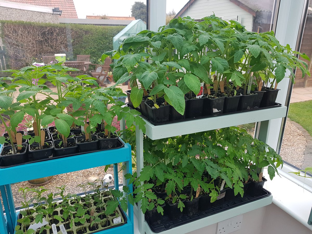 I can't believe it from me potting on the #tomato seedlings a week ago they have shot up and might have to pot them on again soon! 🍅🍅🍅🤔#growyourown #gyo #gardening #allotment #food #vegetables #garden #food