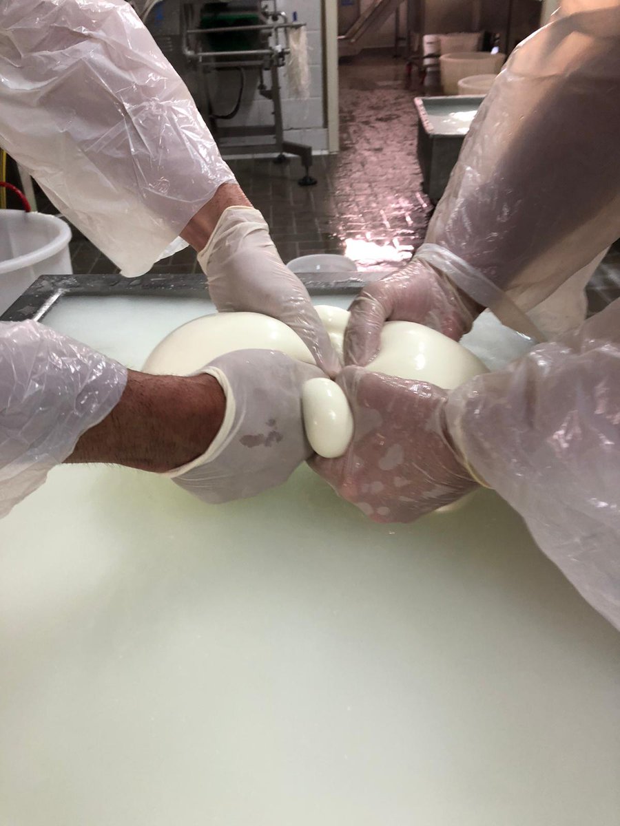 mozzarella_dop's tweet photo. La Pasqua è passata, ma la produzione della nostra #mozzarella di Bufala Campana DOP continua con la stessa attenzione di prima,rispettando le norme e garantendo tutte le misure di sicurezza: ecco come si lavora nei caseifici ai tempi del COVID-19 📷😷
Buon lavoro!
#MozzarellaDOP https://t.co/nlFVffJzUY