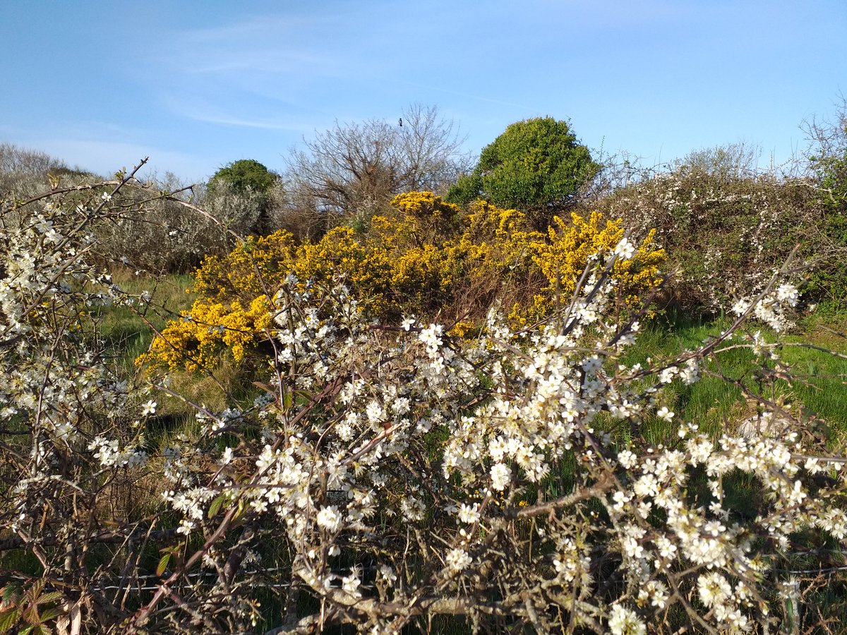 oftenhirsute's tweet photo. Glórmhar. Glorious.
Whilst the world rages with suffering, there remains beauty undimmed. And gratitude for that. #Galway #solitudeinnature https://t.co/cW9V0ZDlZf