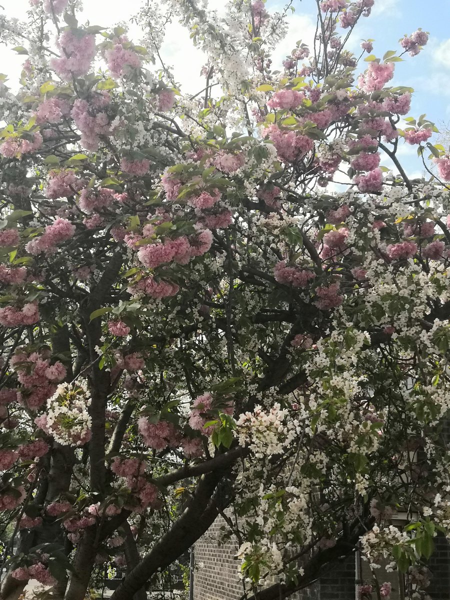 Sian_Estelle's tweet photo. @TimeOutLondon My #VeryBestTree is actually two trees but they live as one. Every Spring I watch them come to life through my window in Hoxton. 'Tree watch' is a big deal in my household.  🌸 🌼 https://t.co/8GYnVXBeT2