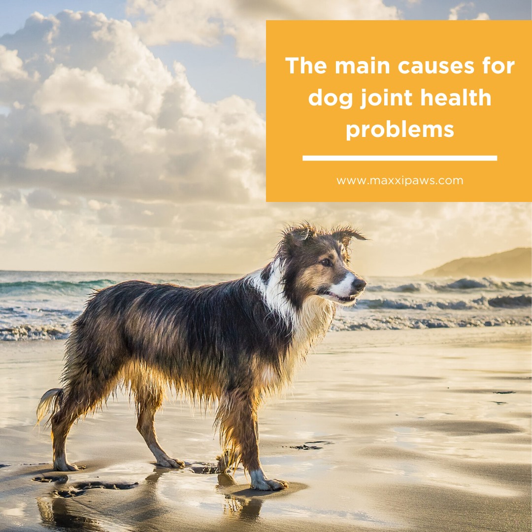 maxxipaws's tweet image. The main causes for dog joint health problems
bit.ly/2TLnLxG

#dogjointhealth #dogarthritis #dogjointproblems #dogjoints #doghipdysplasia #jointsupplementfordogs #maxxiflex #maxxidog #dogshealth