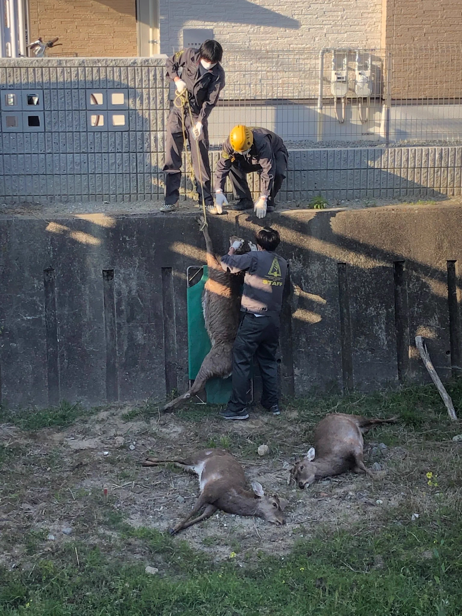 @somonsism @magami_tobazu あまり奈良公園から離れすぎると鹿救助隊に回収されるそうで。 