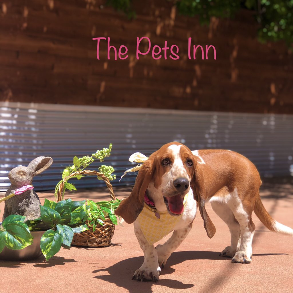 The Pets Inn SA (@thepetsinnsa) on Twitter photo 