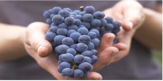 spiroark's tweet photo. https://t.co/K9VpnIzJuw Spiro Ark keeps going! New term and new Hebrew courses for all levels via Zoom. Israeli wine delivered to your door!
#HebrewCourses #onlinehebrewcourses #learnhebrew #israeliwinedelivery https://t.co/vpa1e4wOlv