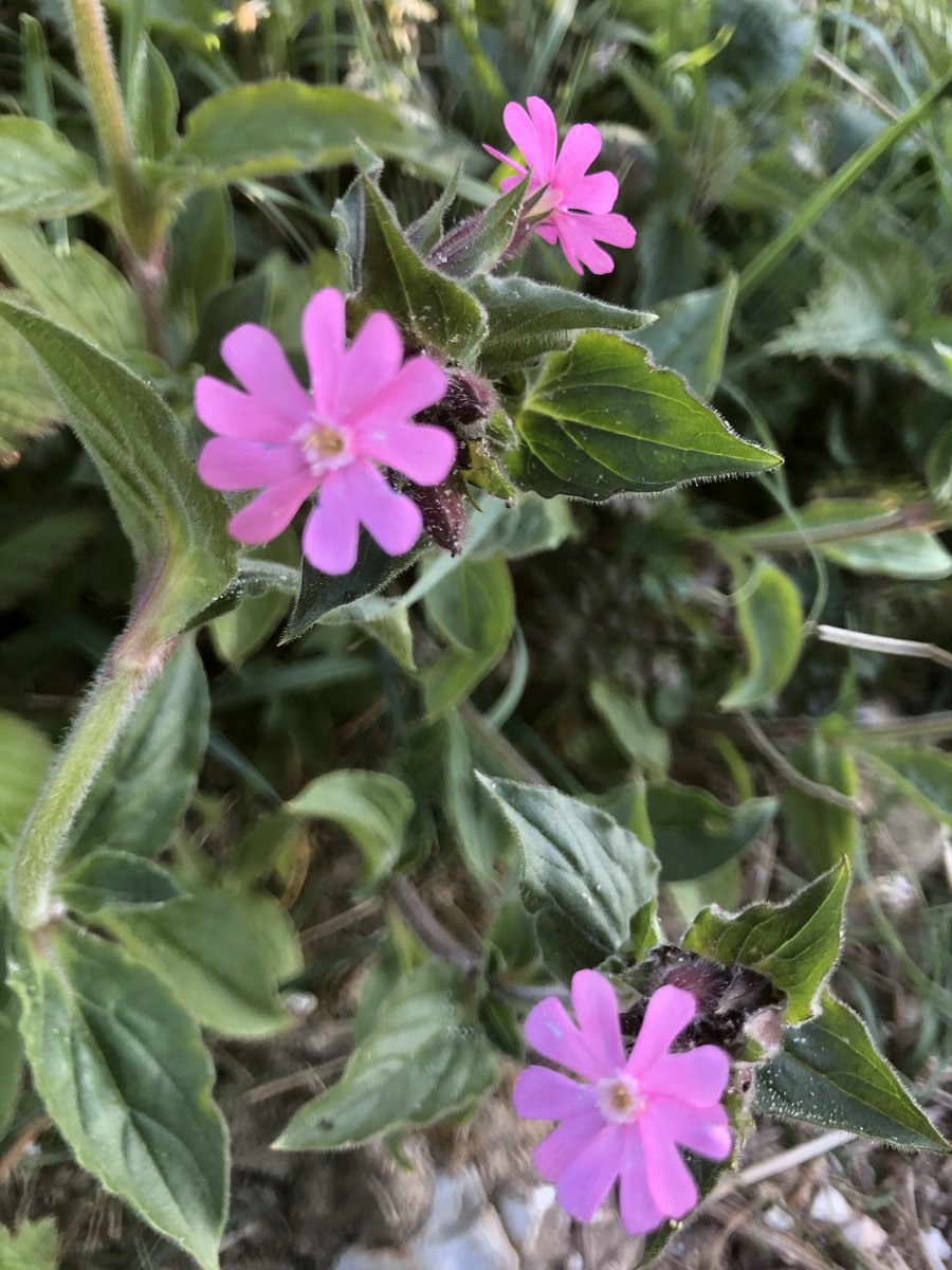 So I’m going to try and do 4 new wild flowers per day on my morning dog walk. Yesterday was garden, tomorrow will be woods, and today I have the hedge for you: Greater Stitchwort, Primrose, Gorse, Red Campion.