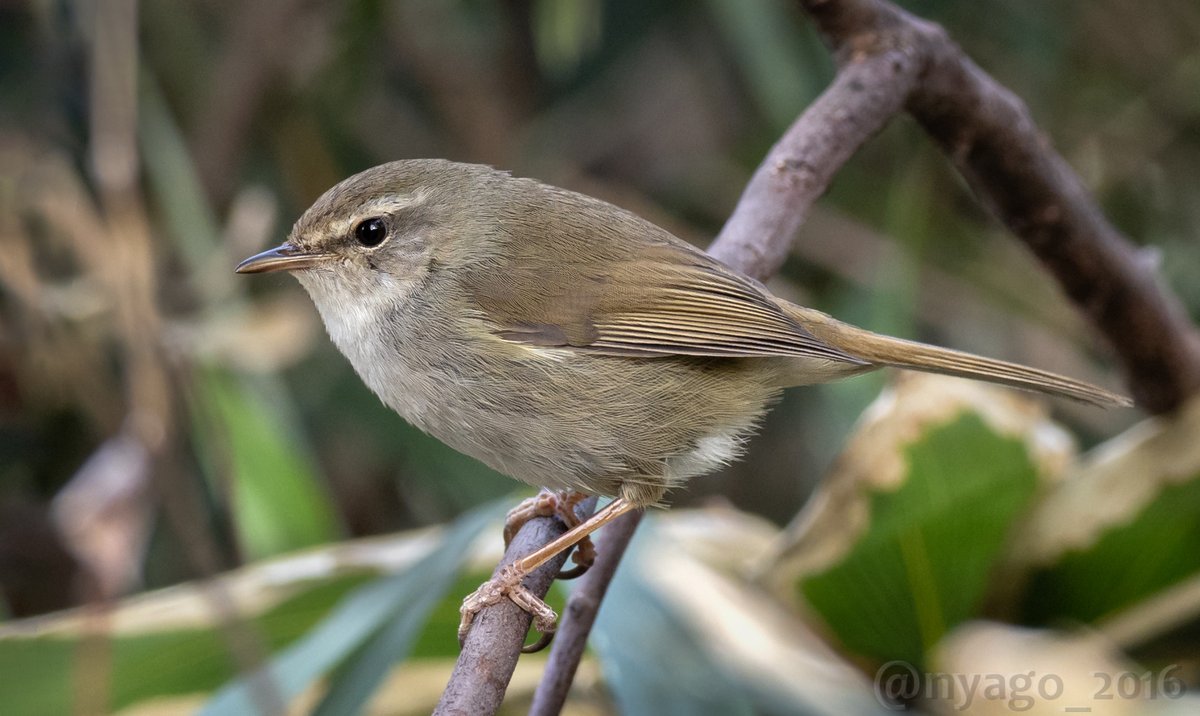 Nyago めずらしく何も被らなかったけど 図鑑チック ウグイス 鶯 Japanesebushwarbler Bushwarbler 鳥 野鳥 Bird Wildbird Nyago めずらしく何も被らなかったけど 図鑑チック ウグイス 鶯 Japanesebushwarbler Bushwarbler 鳥 野鳥 Bird Wildbird