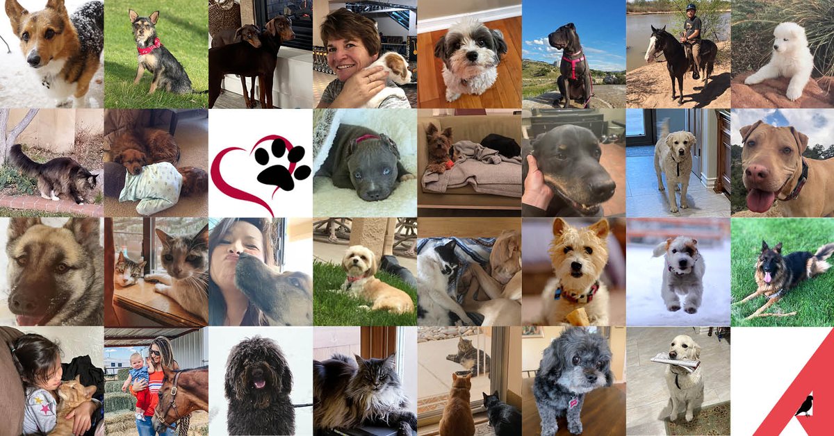 NAISunVista's tweet photo. AND THEY CALL IT PUPPY LOVE | We asked our advisors and staff to share their #NationalPetDay photos from this weekend and we could not pass up the opportunity to share the cuteness overload!
🐶🐱🐴
#GotPets #CompanyCulture https://t.co/qQXT5Xvc3B