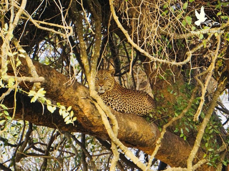 Dovetreesafaris's tweet photo. Leopard climb trees as well🐆! 
@jakob 📸
@ugwildlife @ugandaiswonderful @TourismBoardUg
#traveladdictstours #travelblogger #traveltogether❤️ #traveladdict #treeclimbinglions #tourguides #africanvacation #visituganda #holidaybreak #exploreuganda #ug360🇺🇬 https://t.co/KpkySdI3Dp