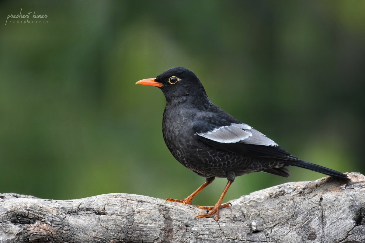 Grey-winged Blackbird (Turdus boulboul)
Sattal, Uttarakhand
Feb 2020

#birds #birdwatching #birdphotography #birdsofuttarakhand #birdsofindia