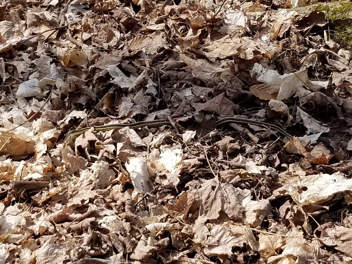 Donna Lacey tweet media