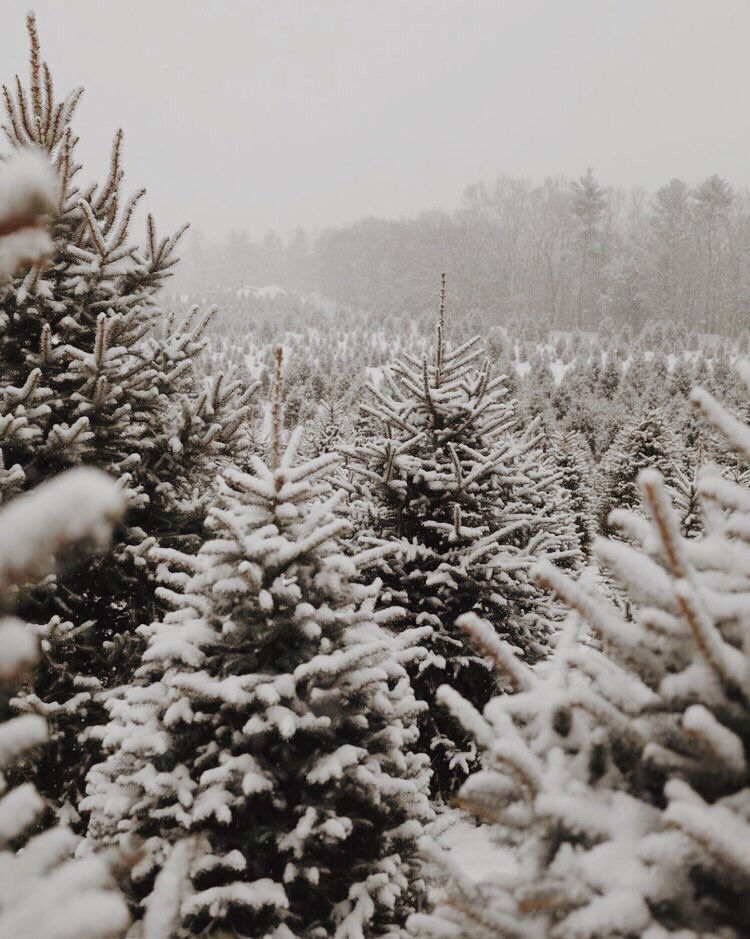 CHERRYKlSSES_'s tweet photo. MINSUNG AU!¡

Minho znajduje prace jako instruktor jazdy na snowboardzie i nie wie, że pozna tam uroczego chłopca który namiesza mu w głowie

lub

nienawidzący zimy Jisung zostaje zmuszony na wyjazd z rodzicami w góry i zapisany na lekcje jazdy, na które nie ma ochoty uczęszczać. https://t.co/QWkwCzX164