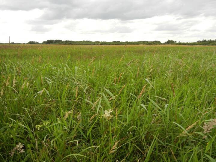 16. Medieval cattlemen needed to understand the soft soils and grasses of the wetland landscape : the minute variations of underlying geology, ground cover and carrying capacity of the wetlands, each affecting the quality of the grazing