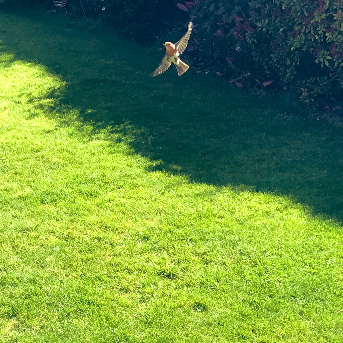 _AGSGlobal's tweet photo. Lovely to see wildlife growing in confidence during the peace and tranquillity that #StayHome brings. This is my new gardening companion - photo not quite up to @AGS_Wirksworth’s standard! https://t.co/mCEGNMm9kL