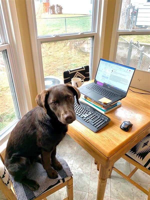 TeammatesDenver's tweet photo. Our employees (and their furry friends) have made their work from home space a fun place to be productive! https://t.co/Xedti2vqMl