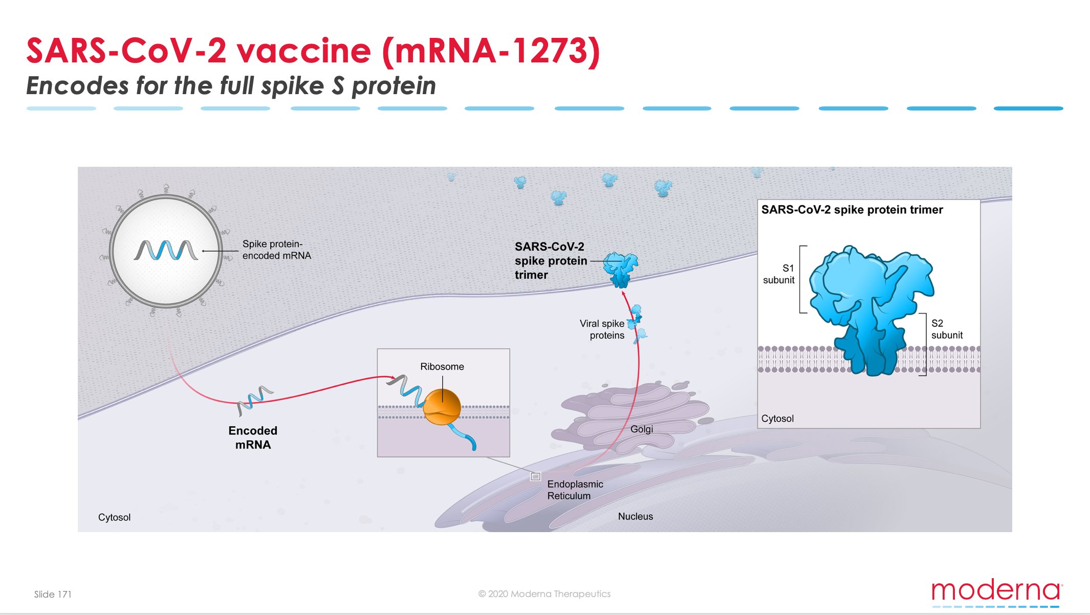 Sars 2 вакцина. Вакцина коронавирус MRNA. Принцип работы moderna. SARS-cov-2 (BIONTECH/Pfizer bnt162b2 и moderna MRNA-1273). Механизм действия moderna.