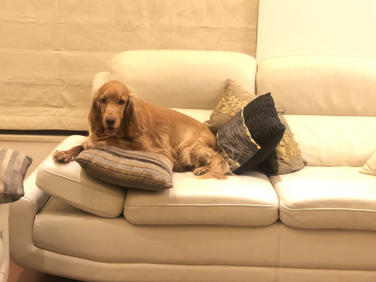shiwkon's tweet photo. My quarantine companion-my kid- “Tequila “#DogLover #DogLife #Tequila https://t.co/8BxD5OVkKO