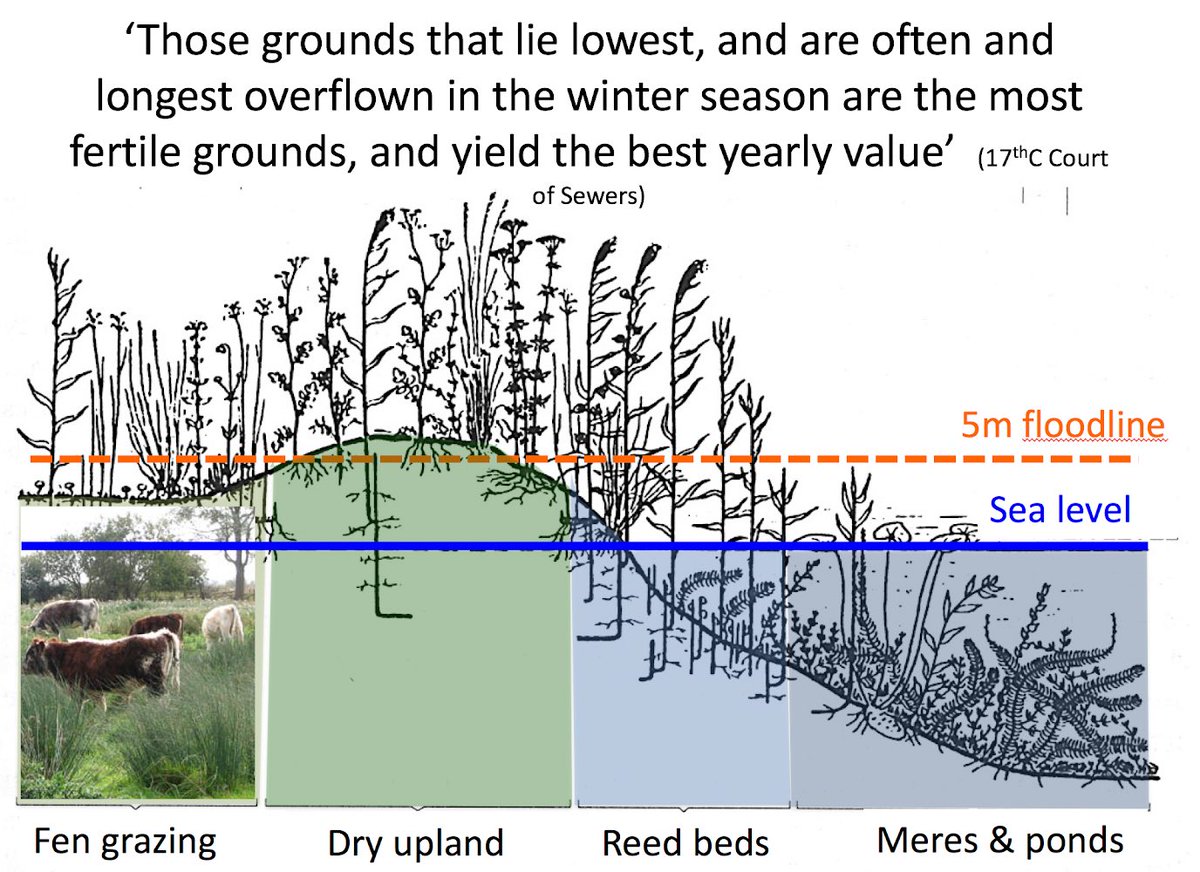 20. The water. Don’t forget the water. The richest pastures were those that lay below 5m above sea-level and were flooded each winter...