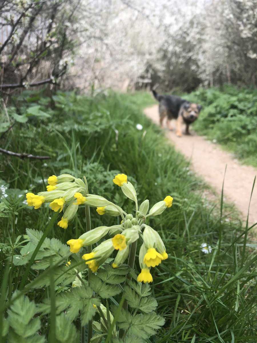 JbmJanet's tweet photo. Today’s walk theme ‘All Yellow’ cowslip primrose; Great False Leopardbane; Yellow Archangel and Marsh Marigolds. #StayHomeSaveLives #MentalhealthduringCovid19 https://t.co/WhCaj1jqF8