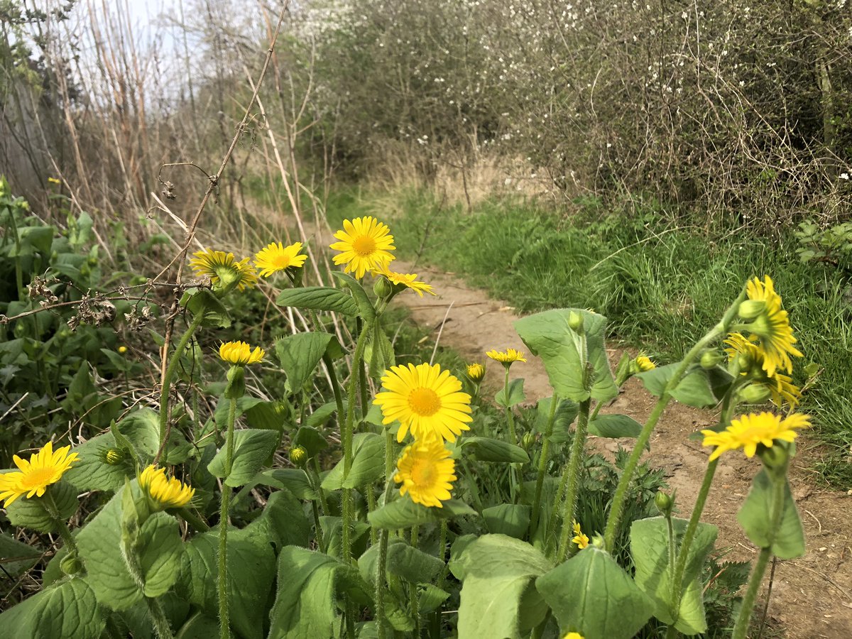 JbmJanet's tweet photo. Today’s walk theme ‘All Yellow’ cowslip primrose; Great False Leopardbane; Yellow Archangel and Marsh Marigolds. #StayHomeSaveLives #MentalhealthduringCovid19 https://t.co/WhCaj1jqF8