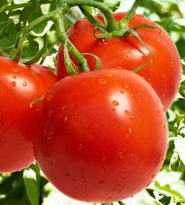 OrganicLycopene's tweet photo. #USDAcertifiedorganiclycopenonthemarket #Lycopene #antioxidant #immunitybooster #skinprotection #prostatehealth  #cardiovascularhealth #stayhealthy #organiclycopene #naturalfoodsupplements #stayhome #hearthealthmonth #certifiedorganic #lycopenesupplements #lycopenetomato https://t.co/MmJXpj0BKO
