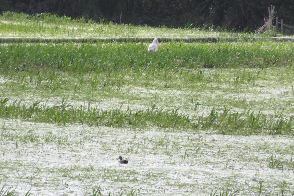 23. Once the air temperature rises above 5 degrees C the grass begins to grow the water must be let off - then, as  @westyeo explained in 2014, there is a ‘key window of 21 days’ within which the waters must be removed & after which the grass begins to rot.