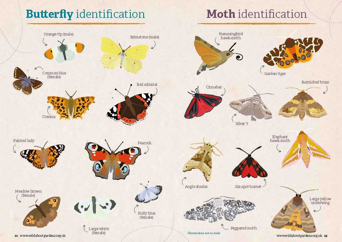 Some British butterflies including the Brimstone and Peacock can take flight in early spring if there is enough sunlight. Have you been lucky enough to spot any of these winged beauties? Download a free action kit &amp; help protect them #WildAboutButterflies wildaboutgardens.org.uk