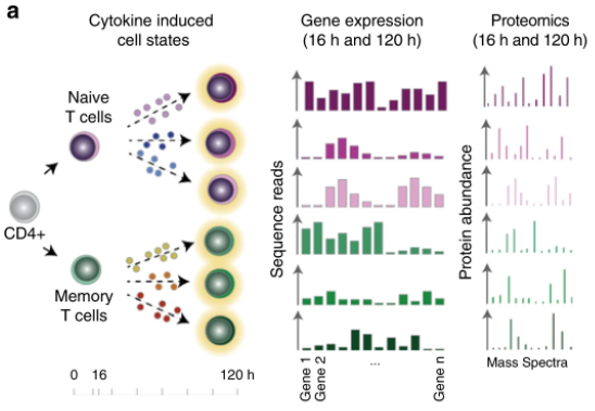We combined proteomics, bulk RNAseq and scRNAseq to map early and late gene expression changes in naive (TN) and memory (TM) CD4 T cells to a range of cytokine conditions. While TN have been well studied in the context of cytokine stimulation, there is little information about TM