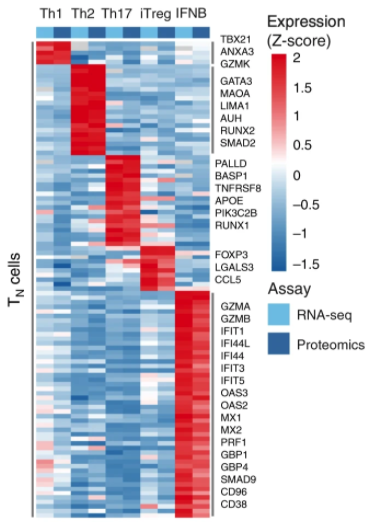 Combining proteo-transcriptomic data we confirmed known and defined new cell markers for different cytokine induced cell states in both TN and TM.