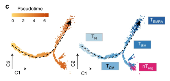 Using scRNA-seq we show that transcriptionally, TN and TM cells form a continuum, rather than two distinct cell types. We refer to this as effectorness, as it is driven by increased expression of genes which determine T cell effector functions.