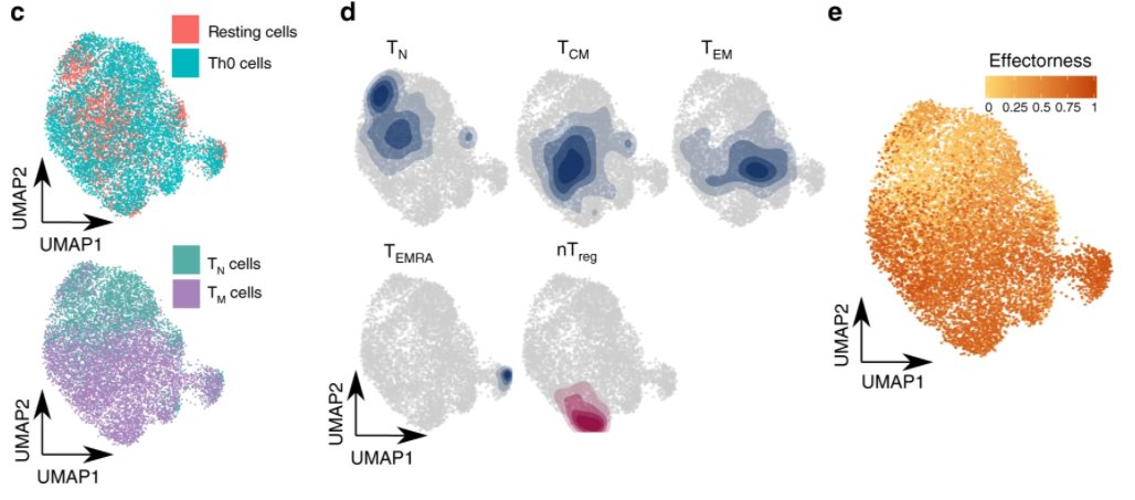 We show that the effectorness gradient is preserved upon stimulation and dictates how cells respond.