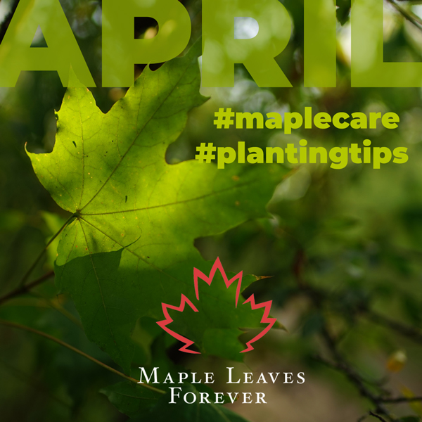 MLeavesForever's tweet photo. APRIL #maplecare #plantingtips πpart 1
π³ pick up or take delivery of trees from nursery
π properly transport your native maples prior to planting
πͺ plant when soil conditions are favourable
π¦ water deeply and thoroughly, add mulch
More to come! https://t.co/GgCKkEQHo7 https://t.co/3KjKi8Jhrh