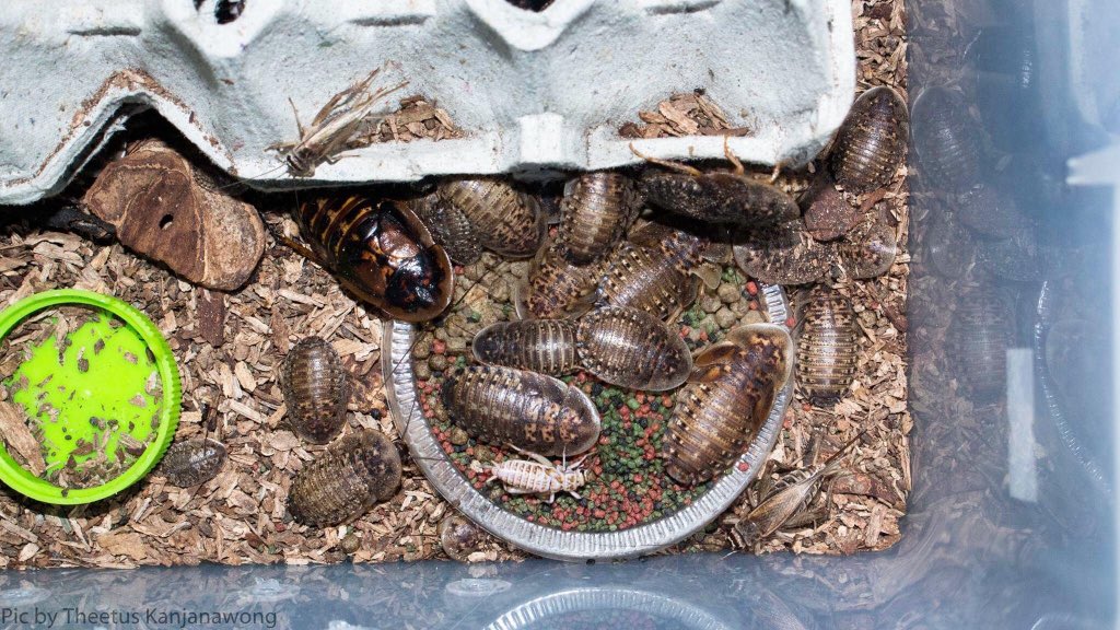 artcardio's tweet image. เมื่อคุณคิดว่า การขายที่ดินราคา 2000 กว่าล้านบาทใน #จุฬาฯมาร์เก็ตเพลส คือปังสุดแล้วนั้น......ล่าสุด..... 👏🏻👏🏻👏🏻