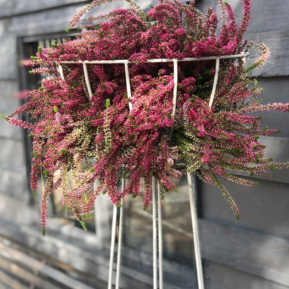 A practical and unusal Obelisk which supports a growing basket for real impact by a doorway - perfect for seasonal displays 🌞

Free shipping on orders over £50 when you sign up to Agriframes Garden Rewards ✉️

#AgriframesStyle