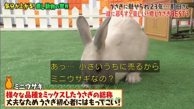 激かわウサギ ツンデレハリネズミ おしゃべりインコ 気分が上がる癒し動物総集編 マツコの知らない世界 Togetter