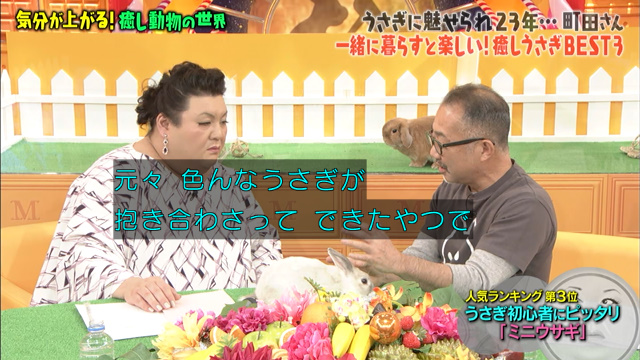 激かわウサギ ツンデレハリネズミ おしゃべりインコ 気分が上がる癒し動物総集編 マツコの知らない世界 Togetter