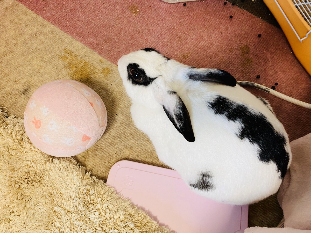 マツコの知らない世界で うさぎ が話題に 6ページ目 トレンドアットtv マツコの知らない世界で うさぎ が話題に 6ページ目 トレンドアットtv