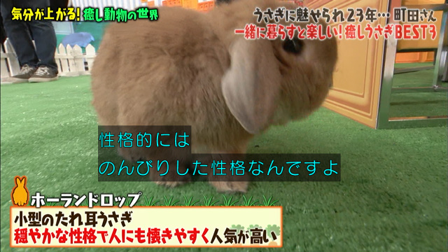 激かわウサギ ツンデレハリネズミ おしゃべりインコ 気分が上がる癒し動物総集編 マツコの知らない世界 Togetter