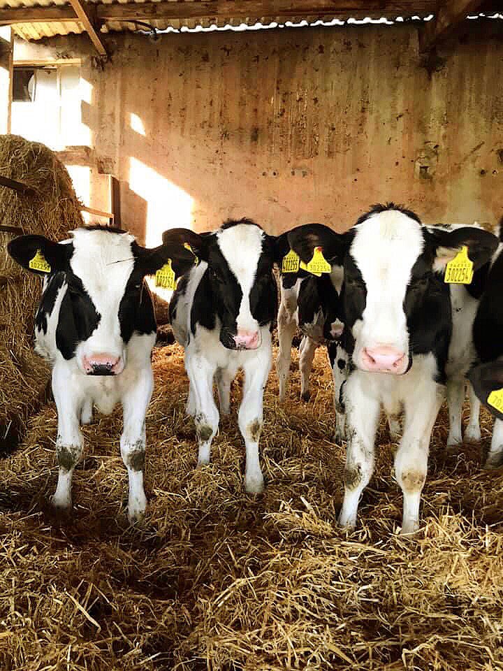 cogentbreeding's tweet photo. #SiredByCogent EDG RUBICON @ Allins Week Farm, Devon 🐮
For more on RUBICON visit our website - https://t.co/VW0EWGfOmS
#BeProfitableBeCogent https://t.co/i5aBetrdjC