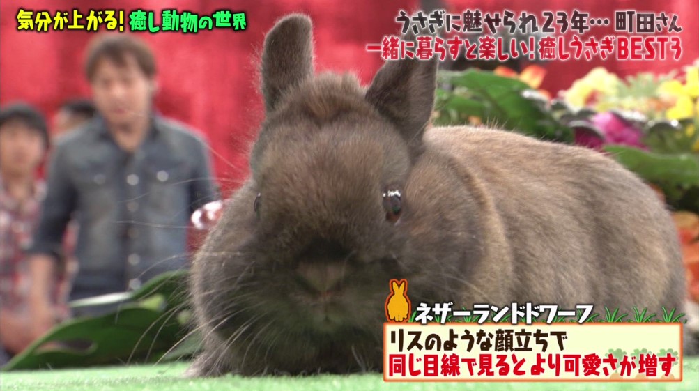 激かわウサギ ツンデレハリネズミ おしゃべりインコ 気分が上がる癒し動物総集編 マツコの知らない世界 Togetter