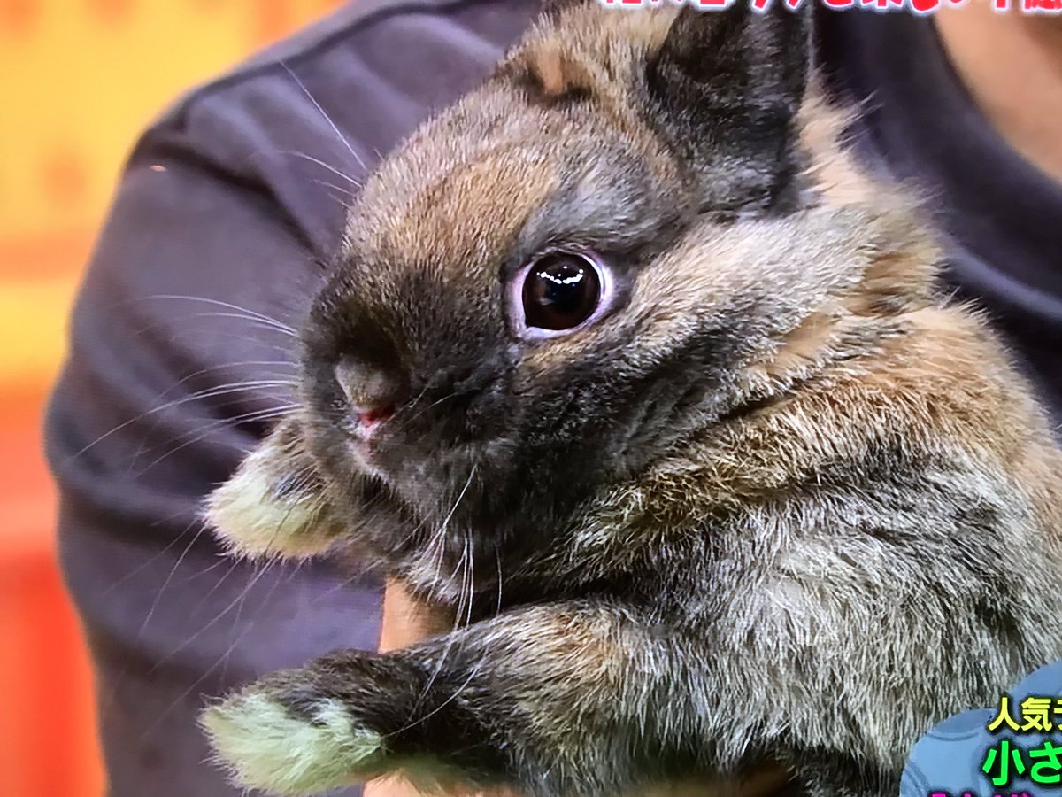 マツコの知らない世界で うさぎ が話題に 6ページ目 トレンドアットtv マツコの知らない世界で うさぎ が話題に 6ページ目 トレンドアットtv