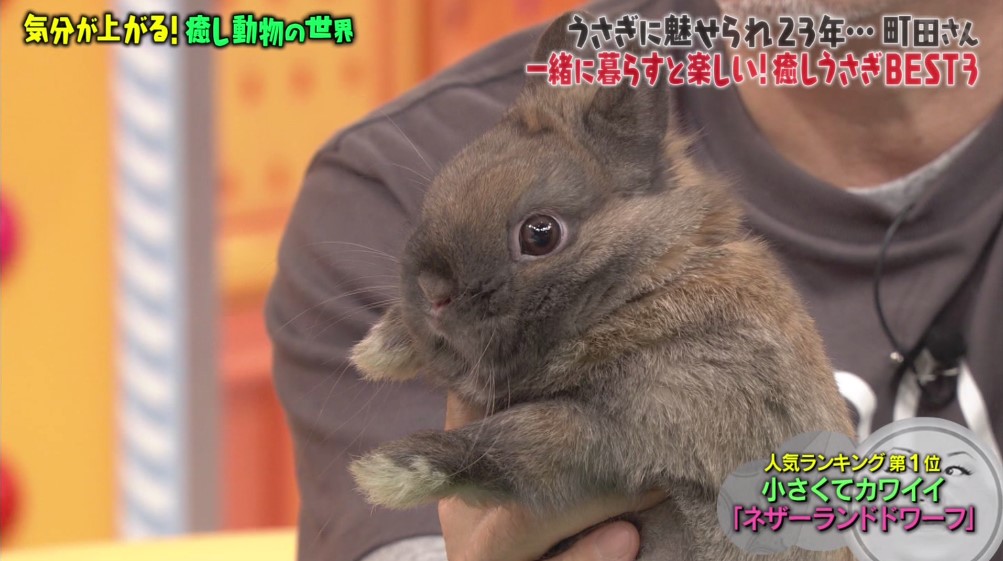 激かわウサギ ツンデレハリネズミ おしゃべりインコ 気分が上がる癒し動物総集編 マツコの知らない世界 Togetter