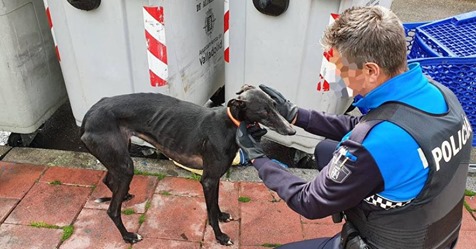 Twee verwaarloosde galgo's zijn in Valladolid (Spanje) door de politie in een vrachtwagenkist aangetroffen nadat een buurtbewoner alarm sloeg. Eén van de honden is in beslag genomen. Er is momenteel weinig bekend over deze galgo's en hun eigenaar.

elnortedecastilla.es/valladolid/hal…