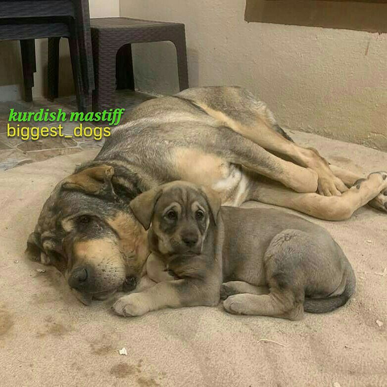 Kurdish Mastiff Pejdar
