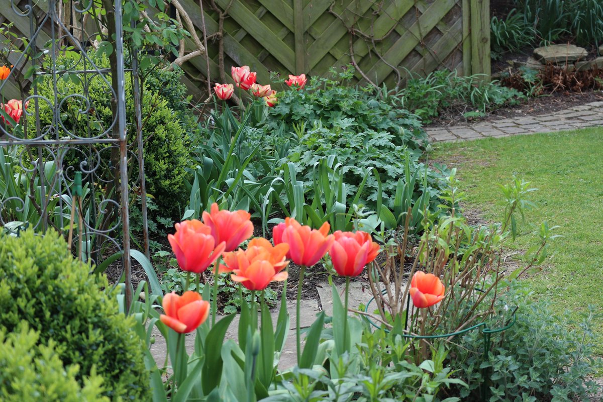 Should have been opening my garden at The Gate, Winchcombe, next week, but instead here are some pix.  Please think of giving to the NGS on: justgiving.com/fundraising/gl…
#@Glosngs #NGSOPenGardens <a href="/TEGmagazine/">The English Garden</a> <a href="/ChattyGardener/">The Chatty Gardener</a>