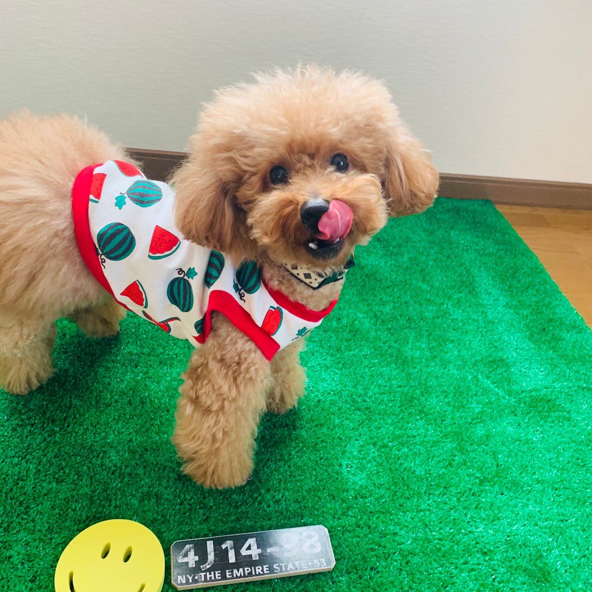 TiramisP's tweet photo. こんばんは✨
tiramis.papaに新しくペット服が出来ましたのでご紹介します😁

苺の柄と、スイカの柄のペット服です☺︎
サイズは
SS、S、M、L、ダックス用S、ダックス用Mがあります。
サイズの調整などはいつでもご相談下さいね🎶
baseで購入できます🐾

色々流行ってますが体調にお気をつけ下さいね🙇🏻‍♀️ https://t.co/w0oic7Bvc9