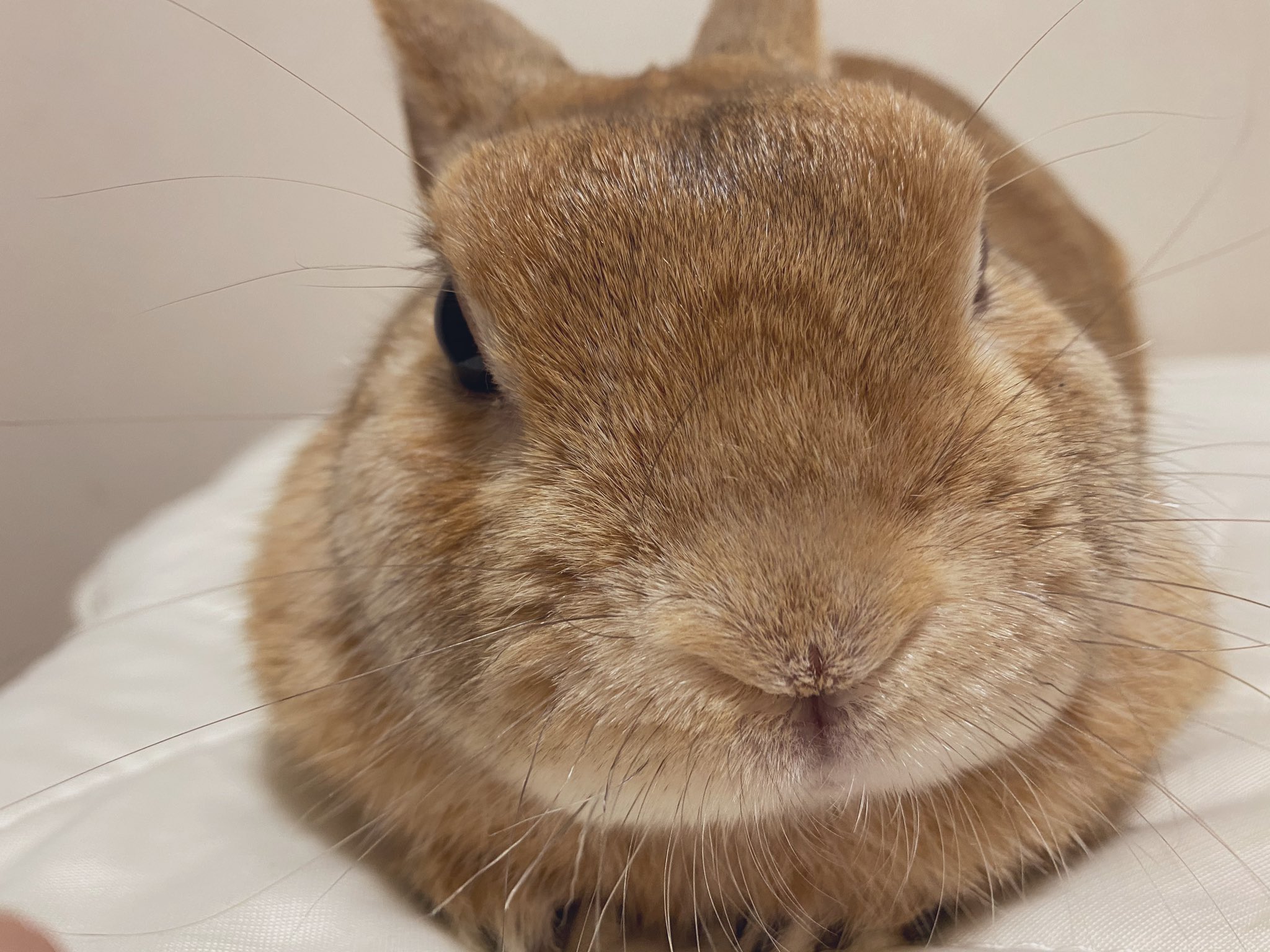 うさぎのランとコナン マツコの知らない世界 うさぎ ランと一緒に観てたよ あ うさぎかわいいね うんうん T Co T5qvxb2mzi Twitter